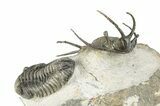 Huge, Spiny Ceratarges Trilobite With Austerops - Zireg, Morocco #255451-7